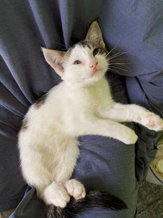 Віддамо котенят в хороші руки