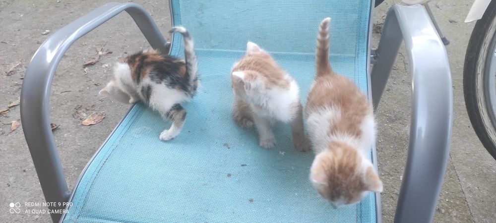 Koty młode oddam za darmo