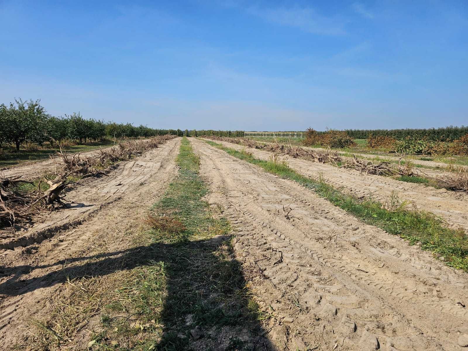Wycinka KARCZOWANIE SAMOSIEWU/Sadów/Cięcia trzebieżowe/Działki  inwest