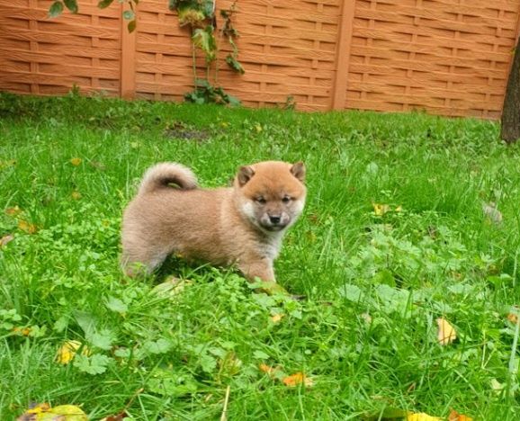 Shiba inu szczeniaczek