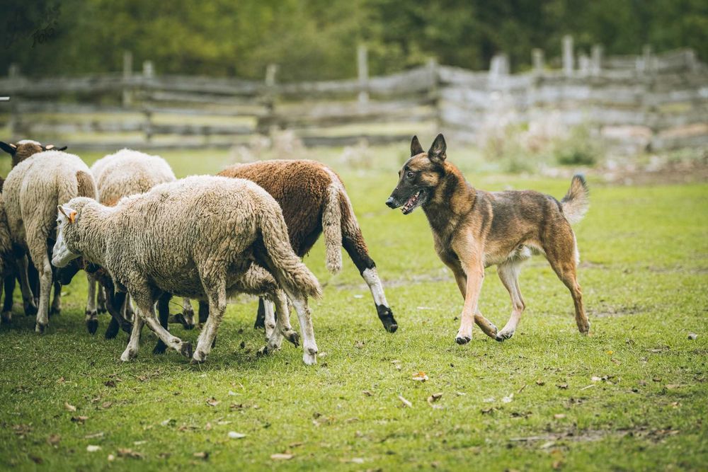 Owczarek Belgijski Malinois FCI Pies