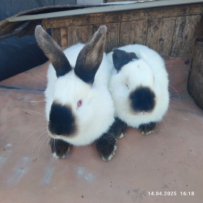 Продам кроликів різних порід