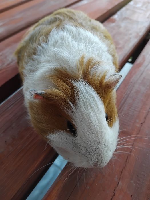 Świnka morska karwia domowa