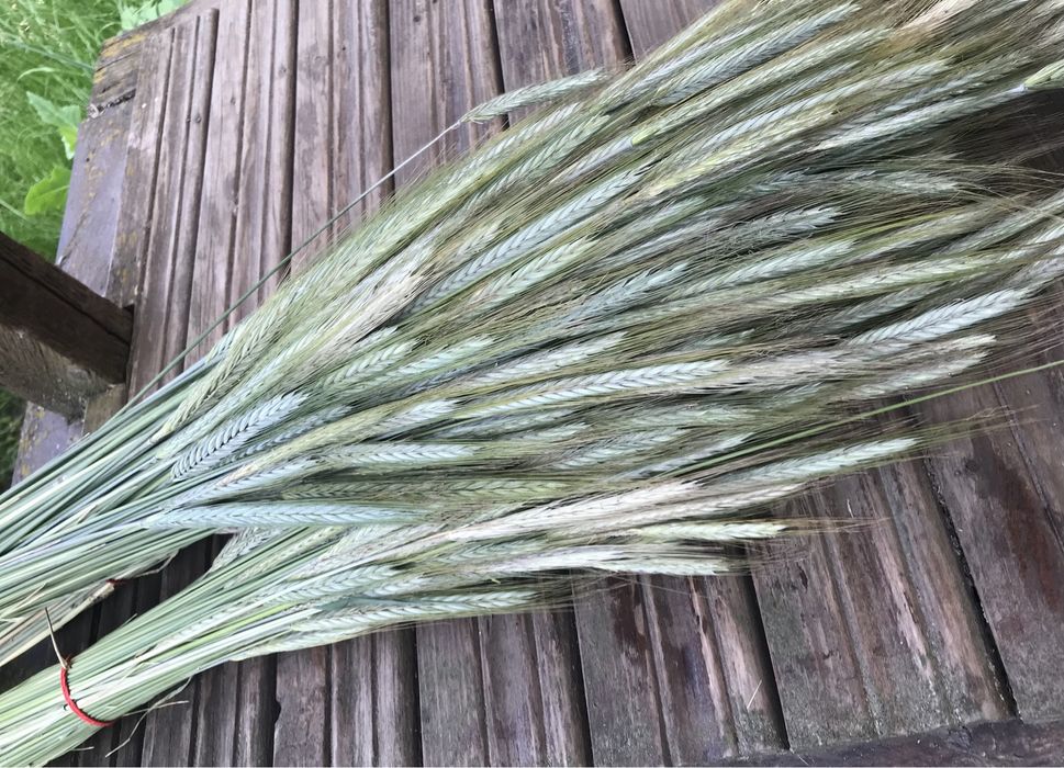 Соломка для пауків, чесаний рогіз, основи , жито , пшениця