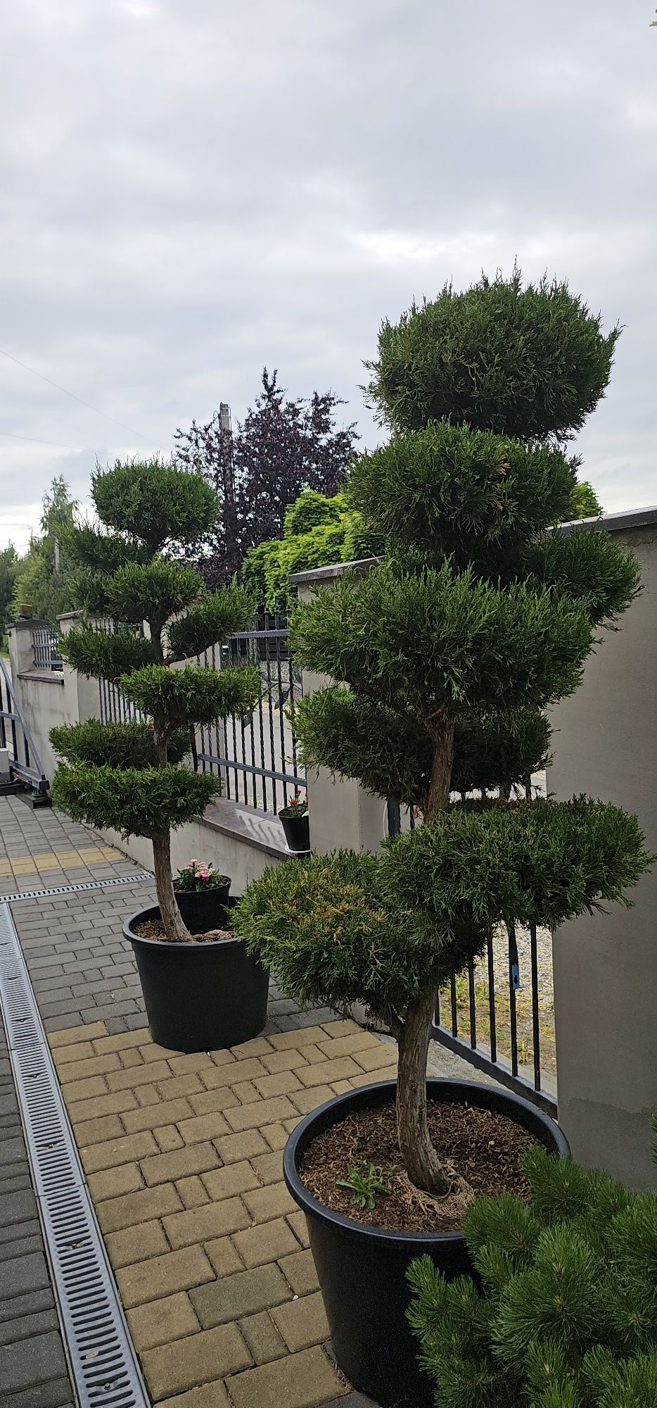 Bonsai wieloletnie okazy
