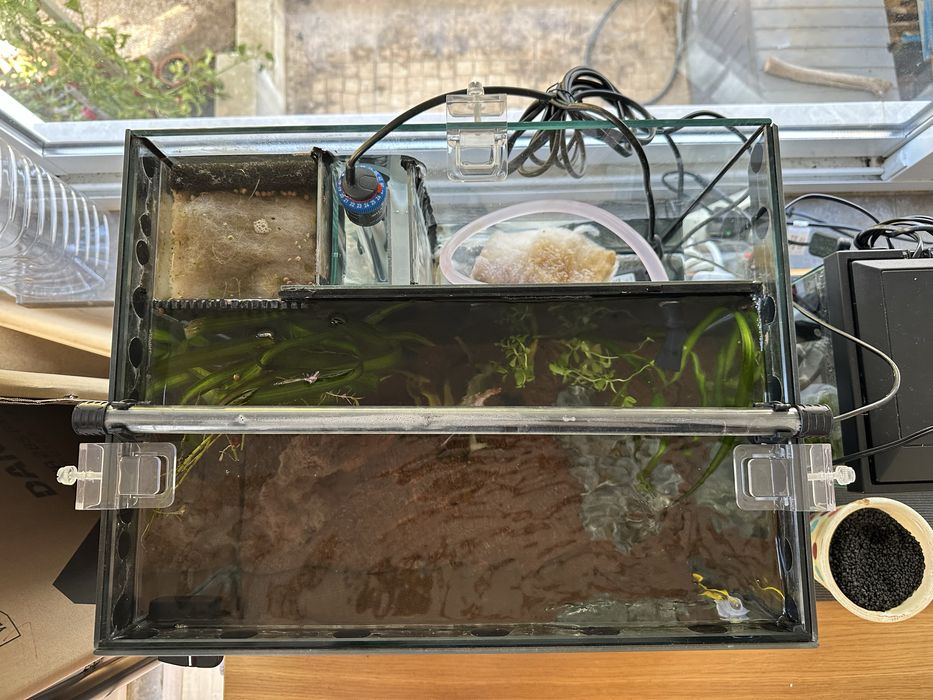 NATAL - Cubo Sump + Ciclideos Africanos