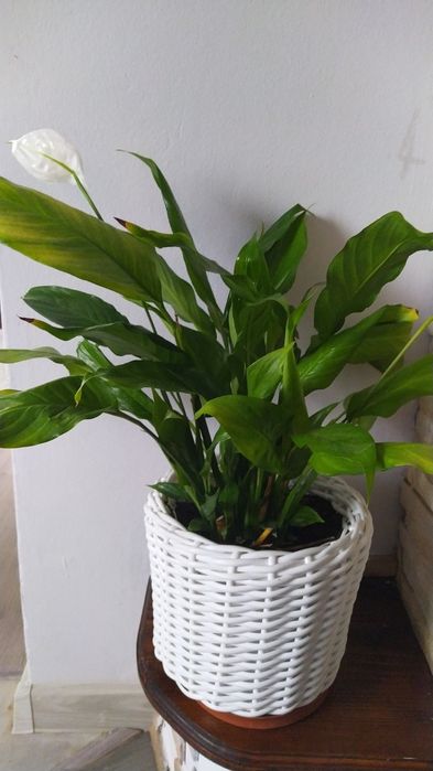 Вазон спатифіліум