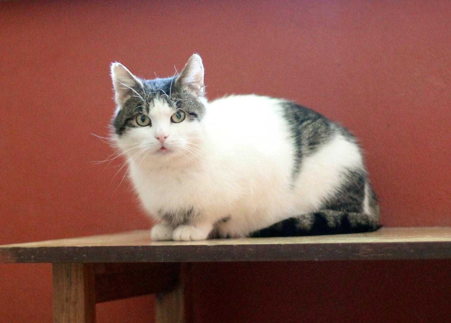 Bonifacy,miły kotek do adopcji.