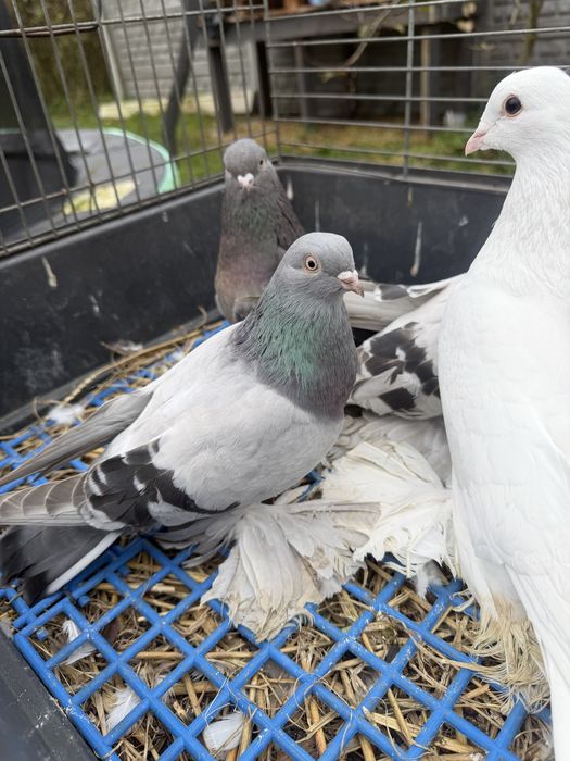 Agarany Bije Likwidacja