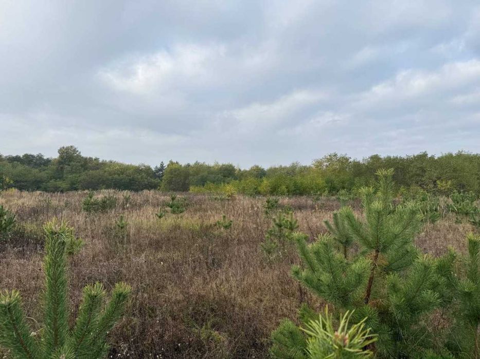 Продаж 37,54 соток з молодими соснами, 200 метрів від озера