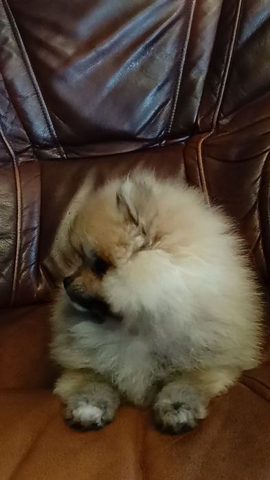 Szpic miniaturowy Pomeranian suczka