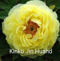 Пион древовидный  Kinko Jin Huang Jin