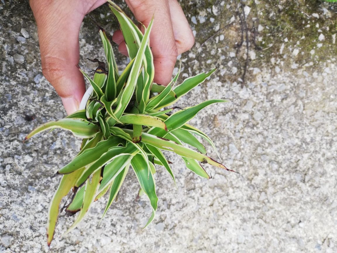 Saxifraga stolonifera, clorofito e suculentas