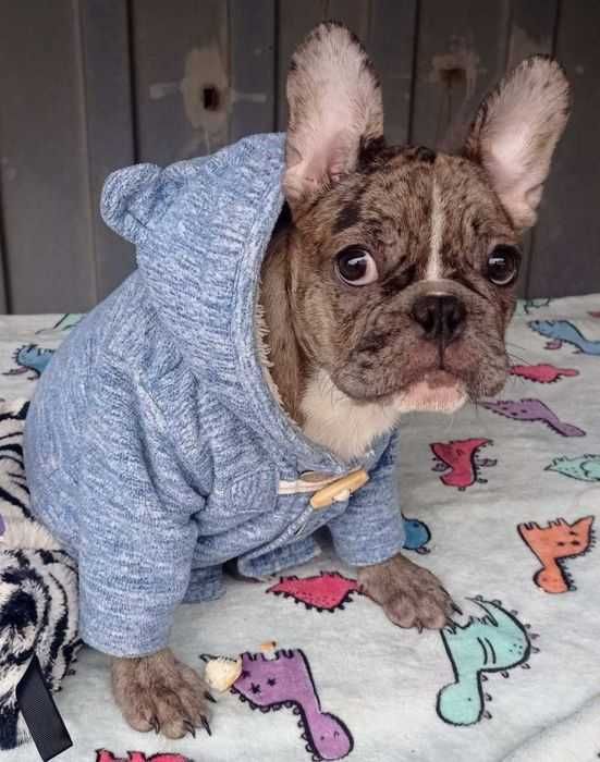 Мальчик французский бульдог