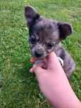 Długowłosa suczka chihuahua