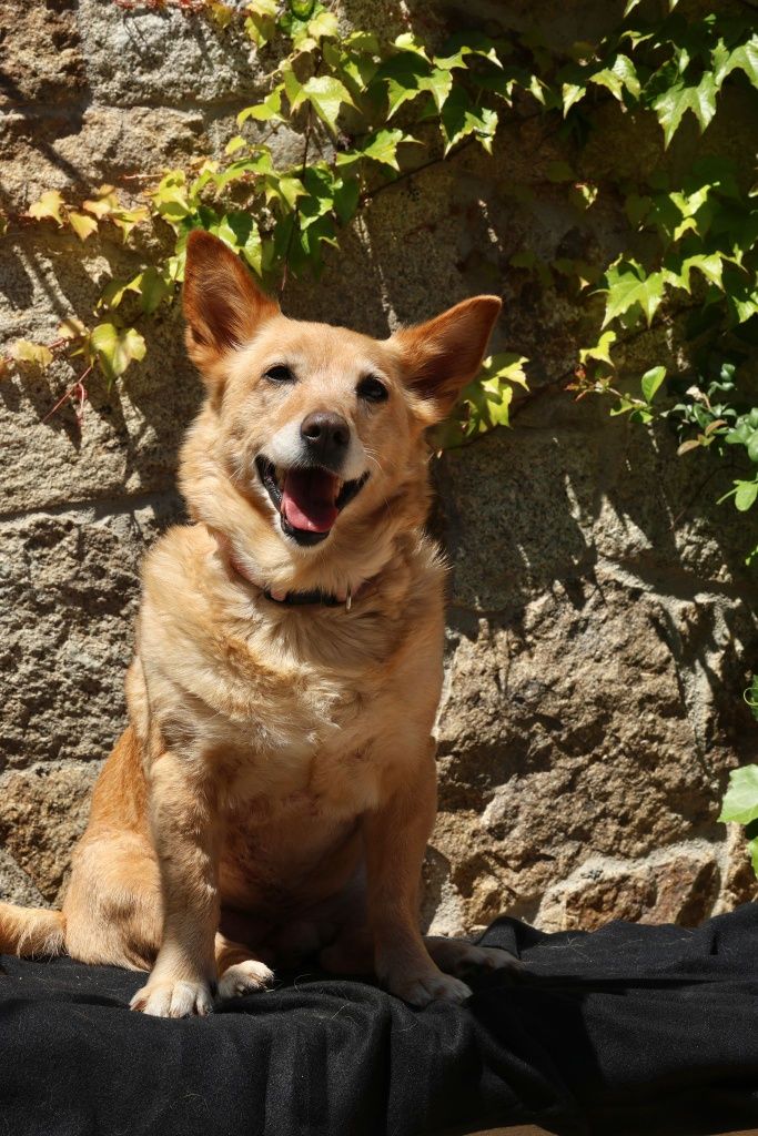 W typie corgi do adopcji