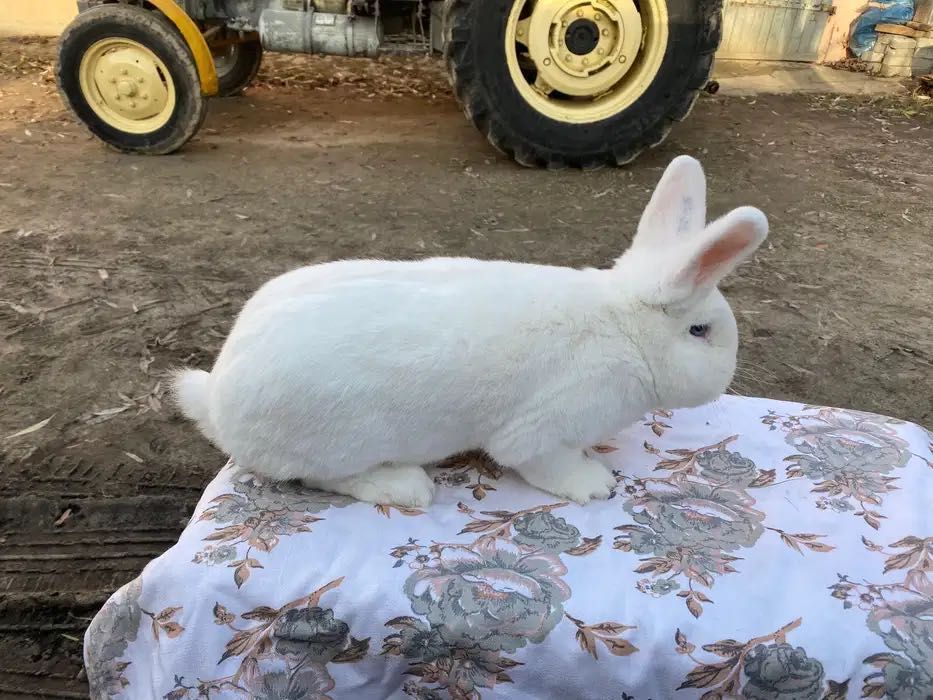 Wiedeński Biały Samce Kilka sztuk do Wyboru