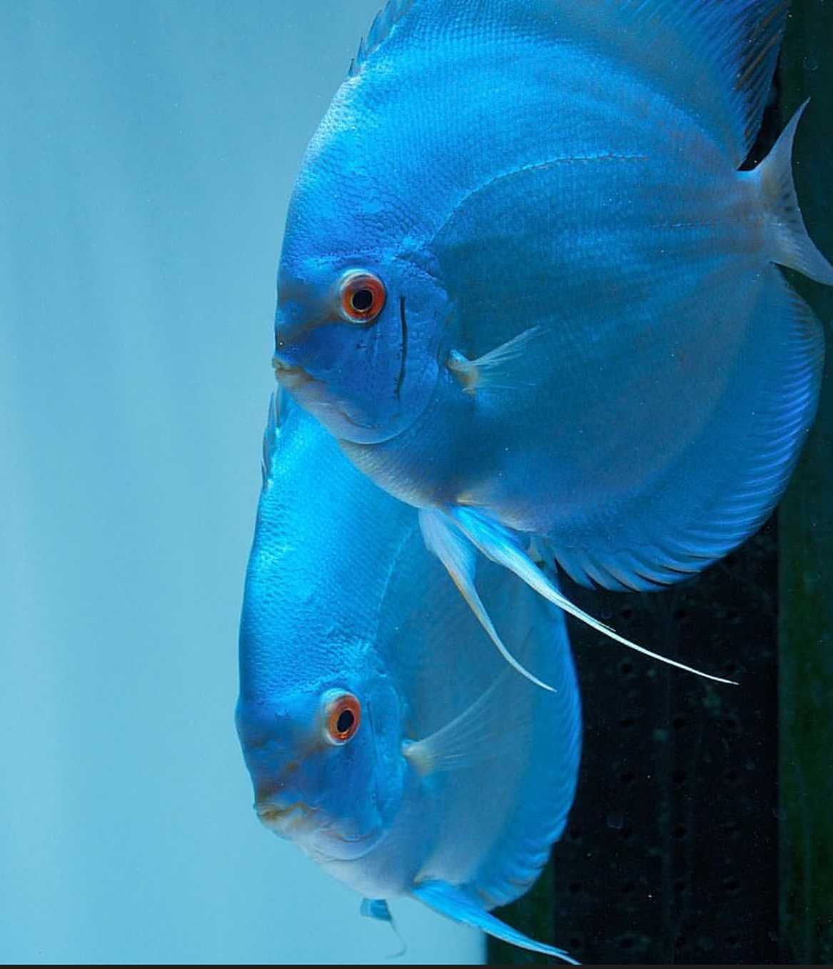 Paletka - Dyskowiec - BLUE DIAMOND - Symphysodon discus - IMPORT