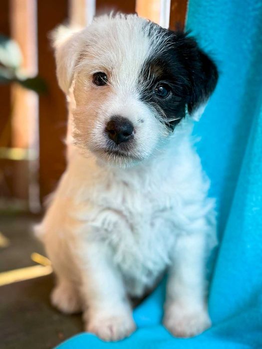 Parson Russell Terrier - chłopczyk