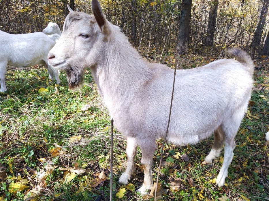 Продается козел 7 месяцев
