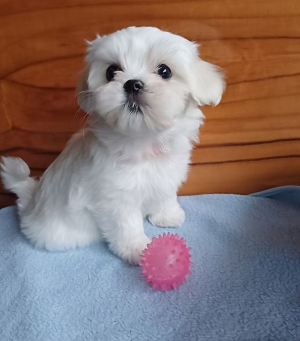 Maltańczyk szczeniak