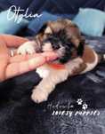 Suczka Otylia SHIH TZU