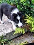 Border Collie ostatni piesek