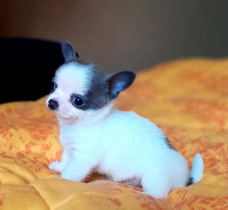 Chłopiec rasy chihuahua w kolorze niebiesko-białym.