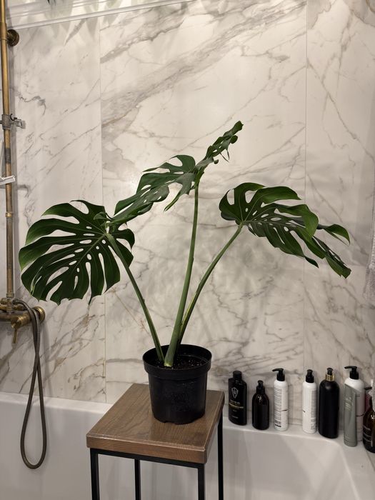 Cała roslina monstera deliciosa big form szczyt ukorzeniony