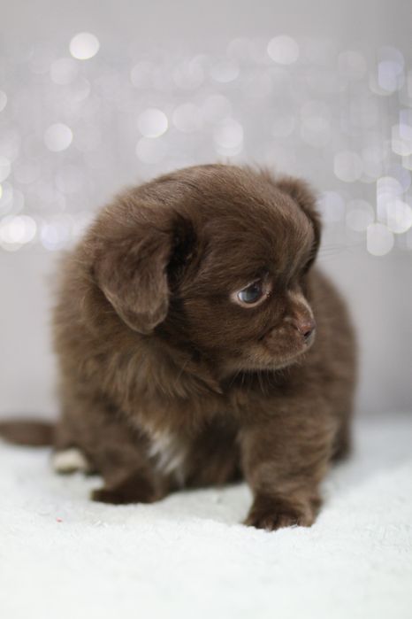 *** Chihuahua czekoladowa długowłosy**