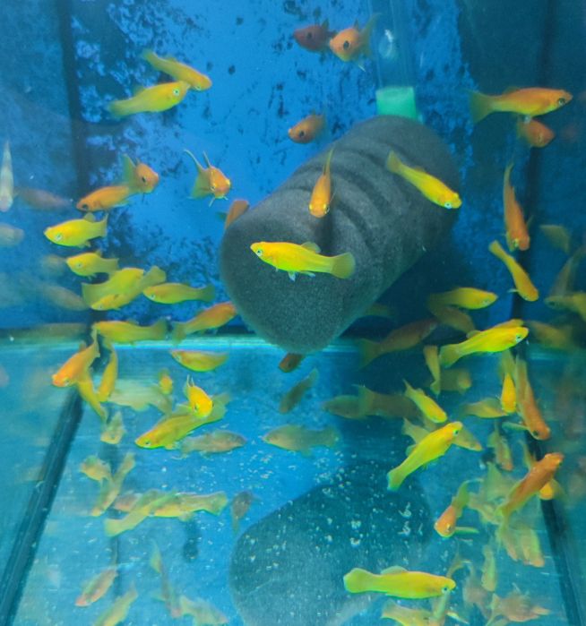 Molinezja żółta Aquafizz Creative