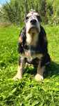 Cocker spaniel angielski