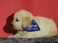 Golden retriever piękny złoty piesek 7 tygodni