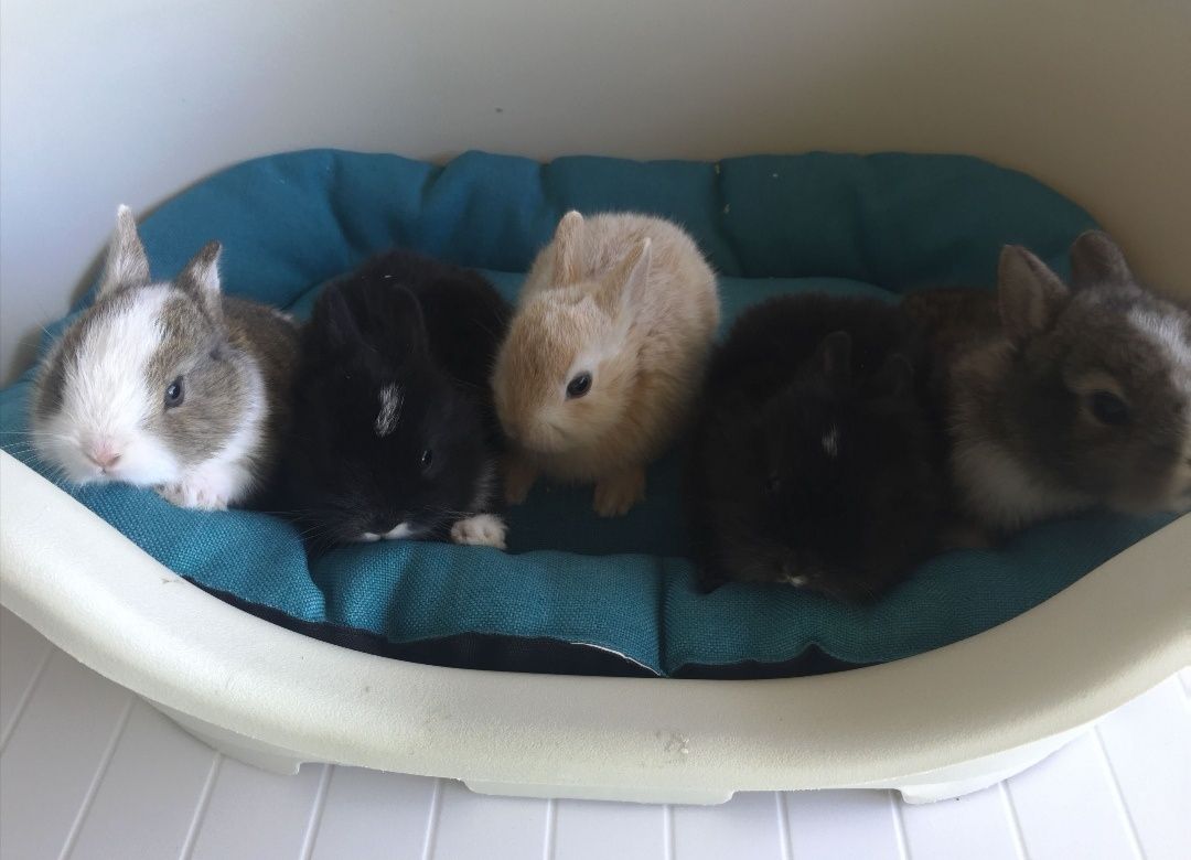 KIT completo coelhos anões angorá, holandês mini e minitoy muito fofos