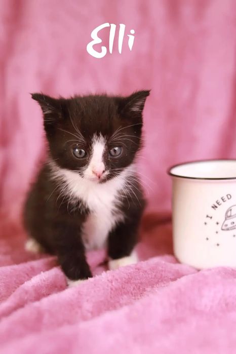 Weź na kolana kota! Adoptuj i podaruj szczęście