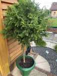 Sprzedam tuje o wys. 130 cm