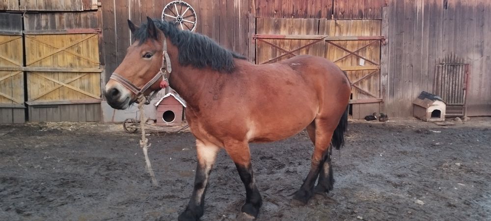 Klacz zimnokrwista 5 lat