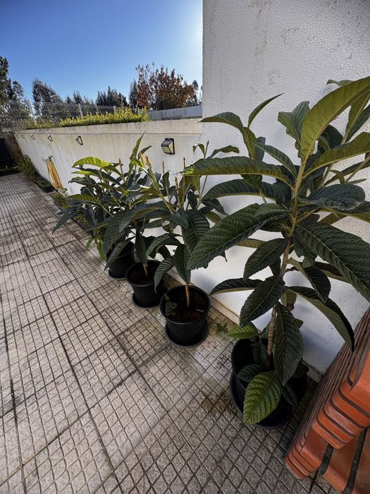 Vendo Nespereira com 2 Anos e meio