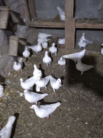 Продам білих поштових розумних голубів