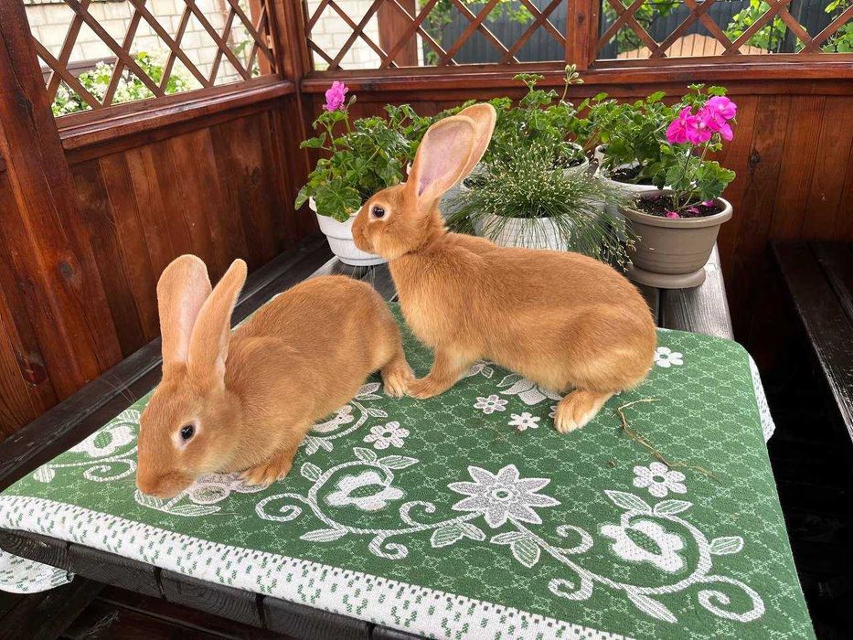 Кролі породи Бургундець та Білий Панон