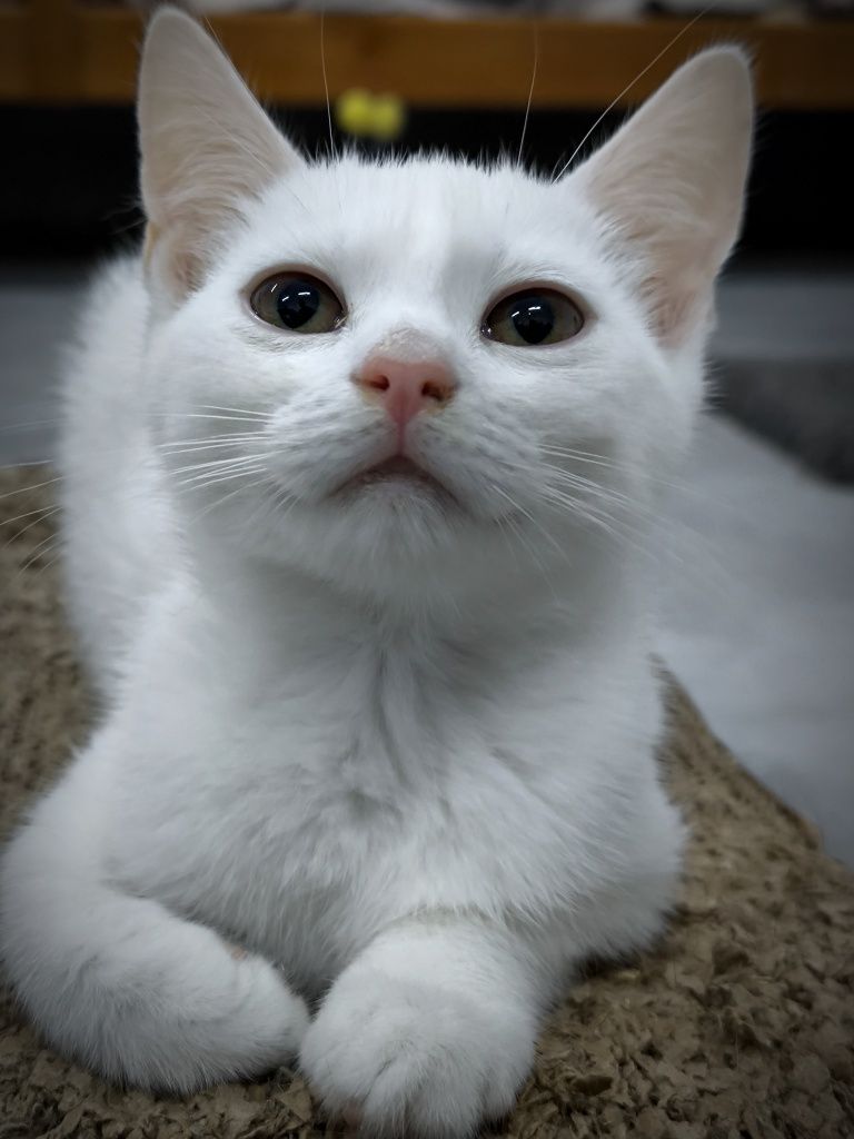 котик в добрі руки