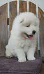 Suczka Samoyed /Samoyed