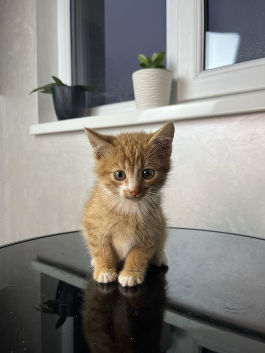 Кошеня в добрі руки безкоштовно