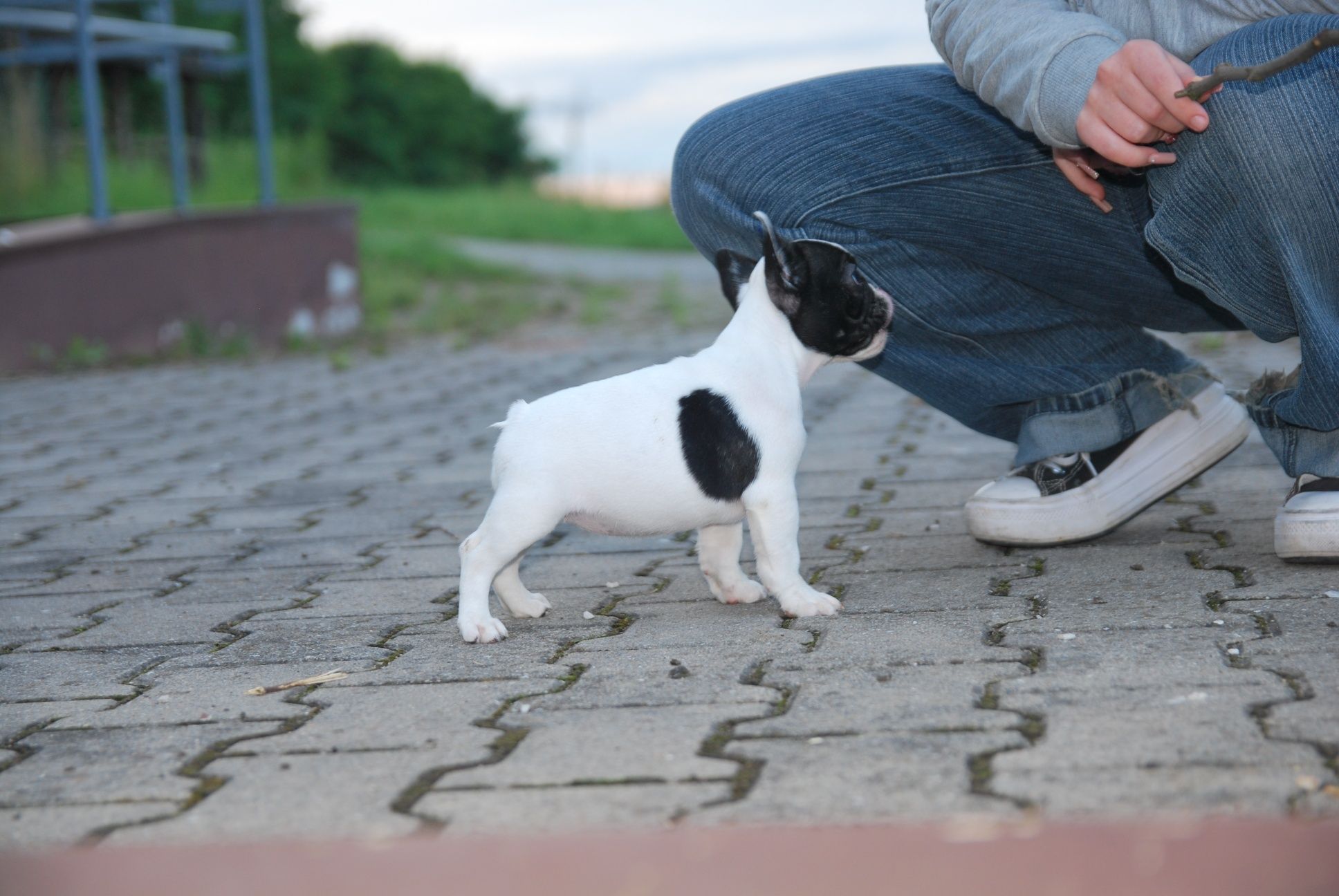 Buldog francuski FCI ZKwP suczka