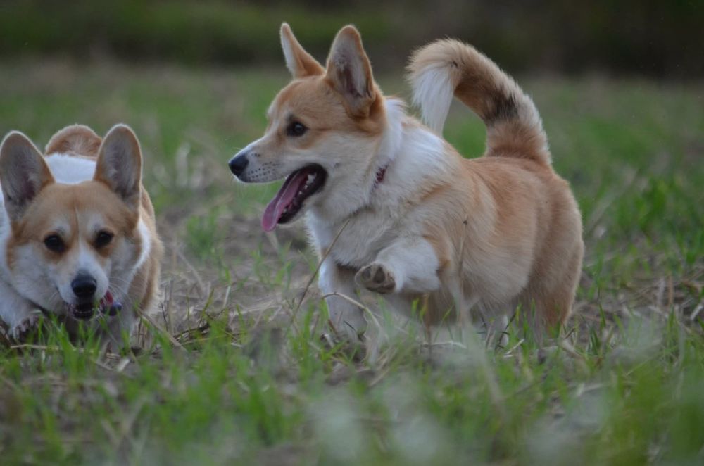 Szczenię Welsh Corgi Pembroke samiec