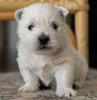West Highland White Terrier ZKwP szczeniak