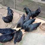 Ayam cemani araukana green shell silka kurczeta leghorn pisklęta kurcz