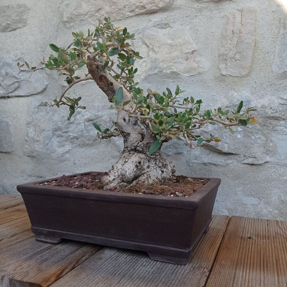 Bonsai Oliveira