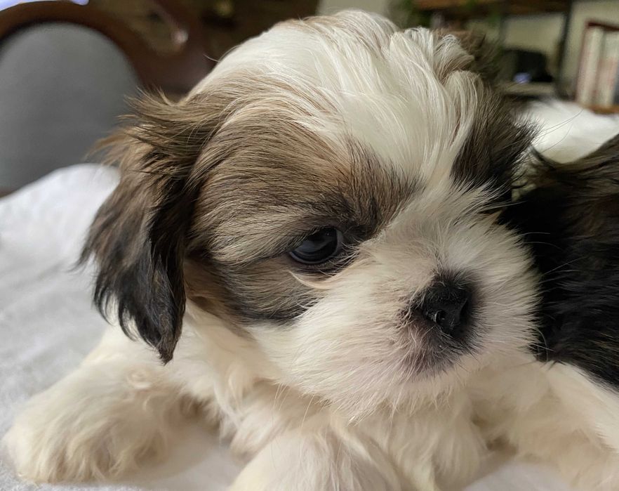 Szczeniak dziewczynka Shih Tzu z rodowodem suczka