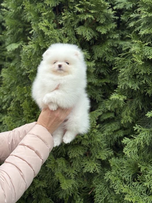 Цуценята померанського шпіца